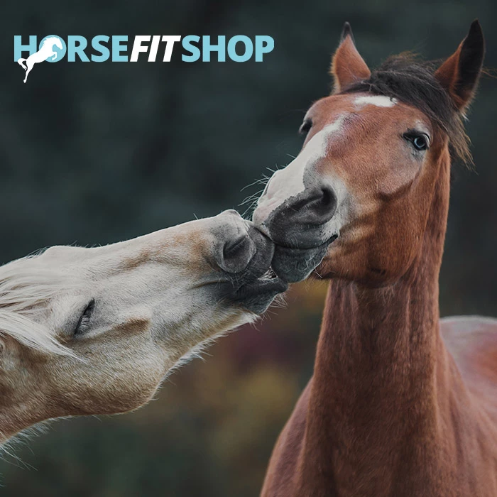 10 tips voor een gelukkig paard
