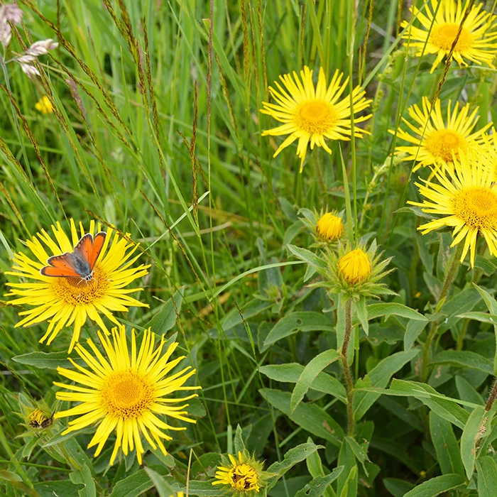 Arnica Montana: Ondersteuning bij trauma
