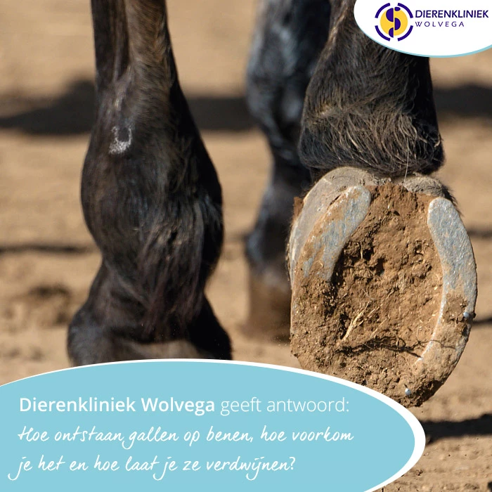 Dierenkliniek Wolvega geeft antwoord: Hoe ontstaan gallen op benen, hoe voorkom je het en hoe laat je ze verdwijnen