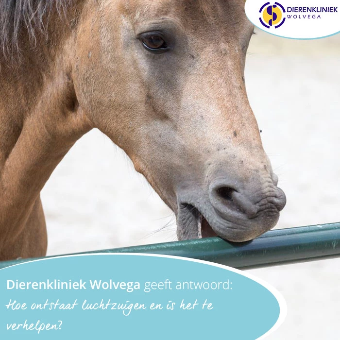 Dierenkliniek Wolvega geeft antwoord: Hoe ontstaat luchtzuigen en is het te verhelpen?