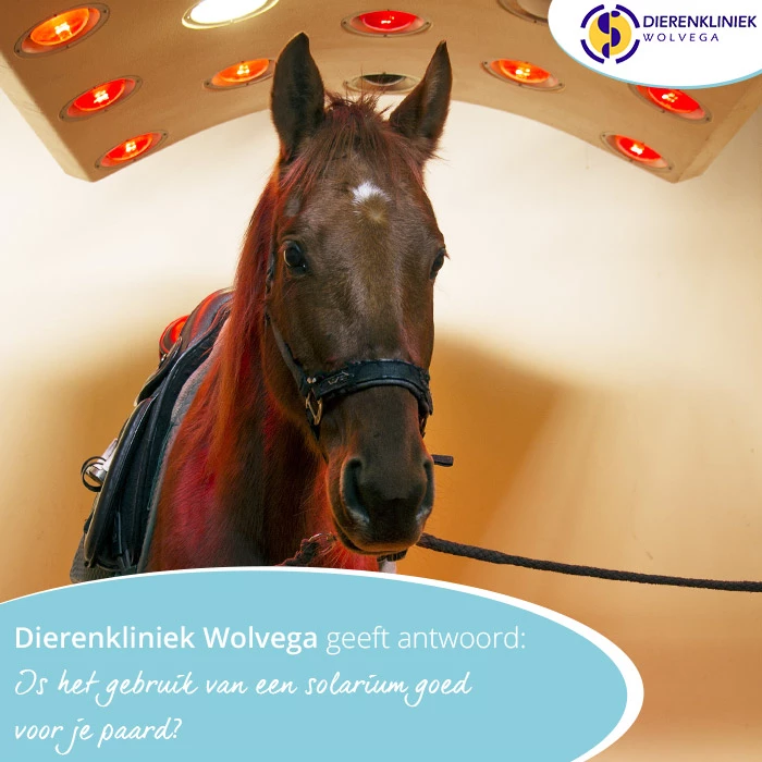 Dierenkliniek Wolvega geeft antwoord: Is het gebruik van een solarium goed voor een paard?