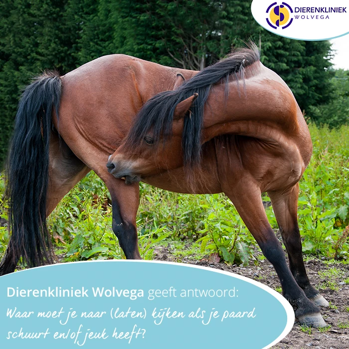 Dierenkliniek Wolvega geeft antwoord: Waar moet je naar kijken als je paard jeuk heeft? En hoe zit het met mijten?