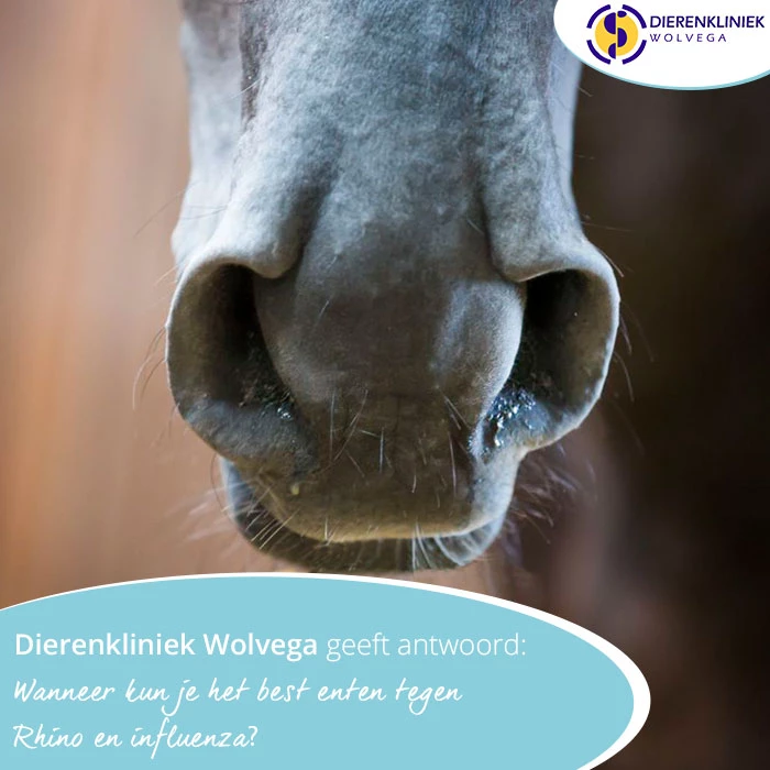Dierenkliniek Wolvega geeft antwoord: Wanneer kun je het best enten tegen Rhino en influenza?