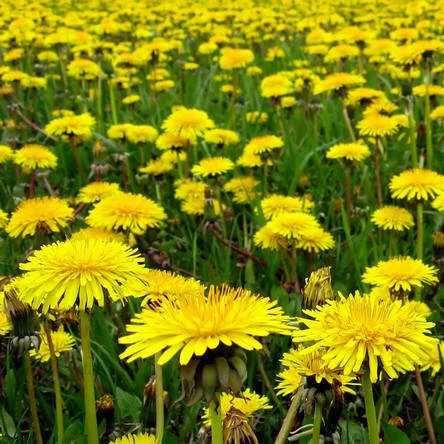 Feit of fabel? Paarden worden ziek van het eten van paardenbloemen