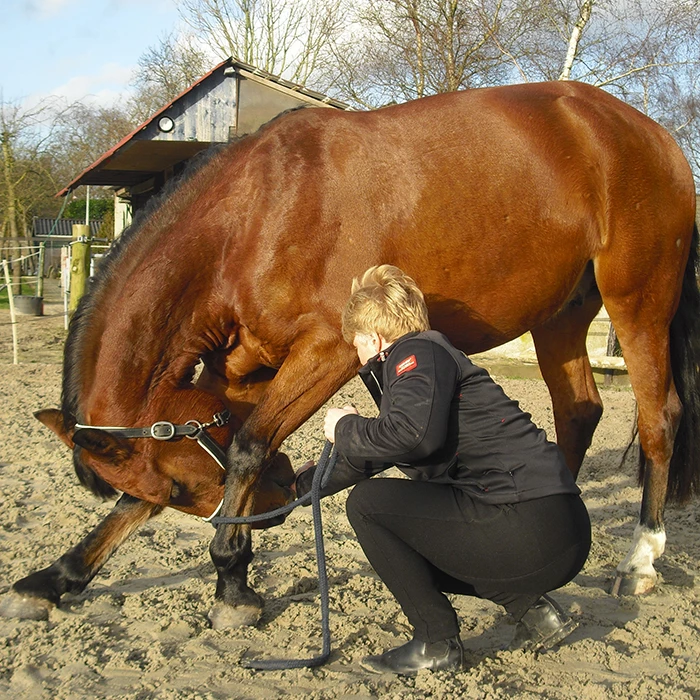 Gastblog: Agnes Kalk – Sportmassage voor paarden