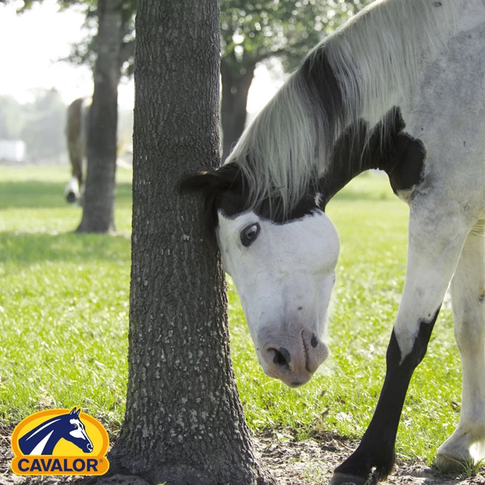 Gastblog Cavalor by JRS: Help, mijn paard schuurt!