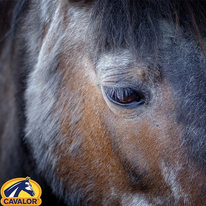 Gastblog Cavalor by JRS: met een mooie vacht de winter in