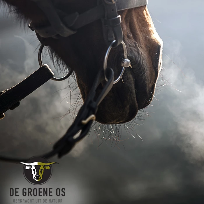 Gastblog De Groene Os: wat te doen bij stofallergie bij het paard?