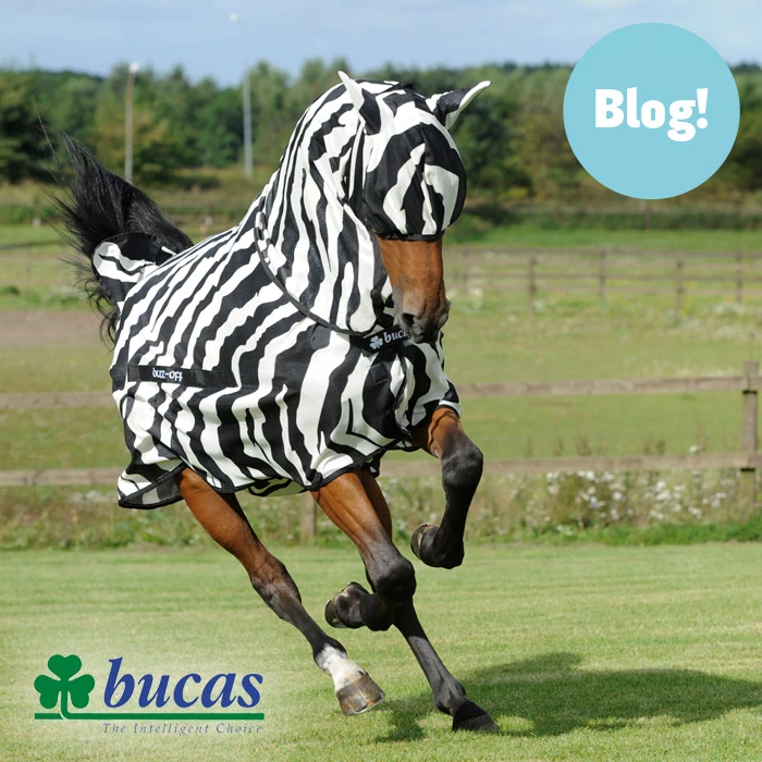Gastblog Jacob Janssen van Bucas: Waarom een vliegendeken met zebraprint vliegen op afstand houdt