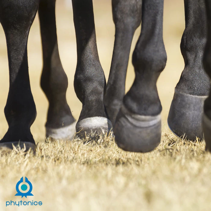 Gastblog Kelly van Phytonics: De hoeven van je paard