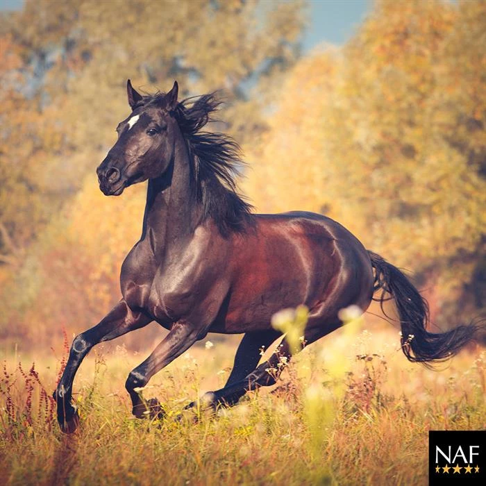Gastblog NAF: Het immuunsysteem en de conditie in de herfst