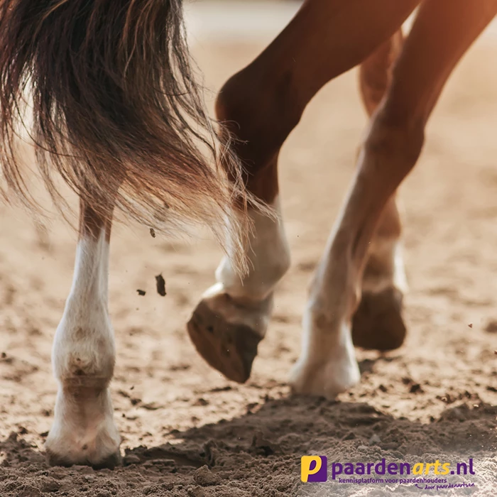 Gastblog Paardenarts: Een veelvoorkomende blessure is die aan de tussenpees