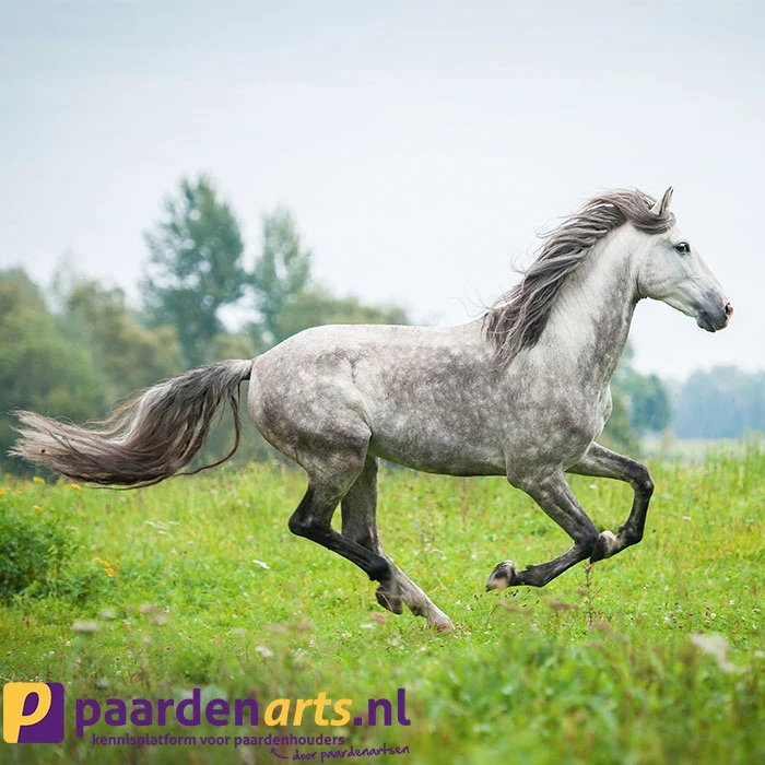 Gastblog Paardenarts.nl: Blessurepreventie