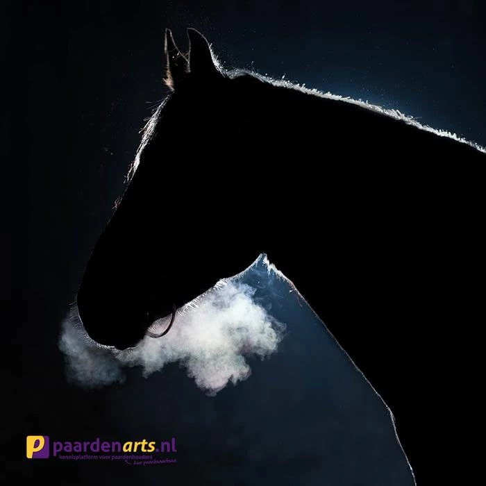 Gastblog Paardenarts.nl: Dampigheid