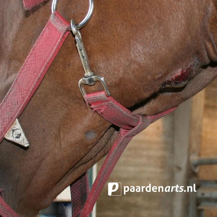 Gastblog Paardenarts.nl: Droes