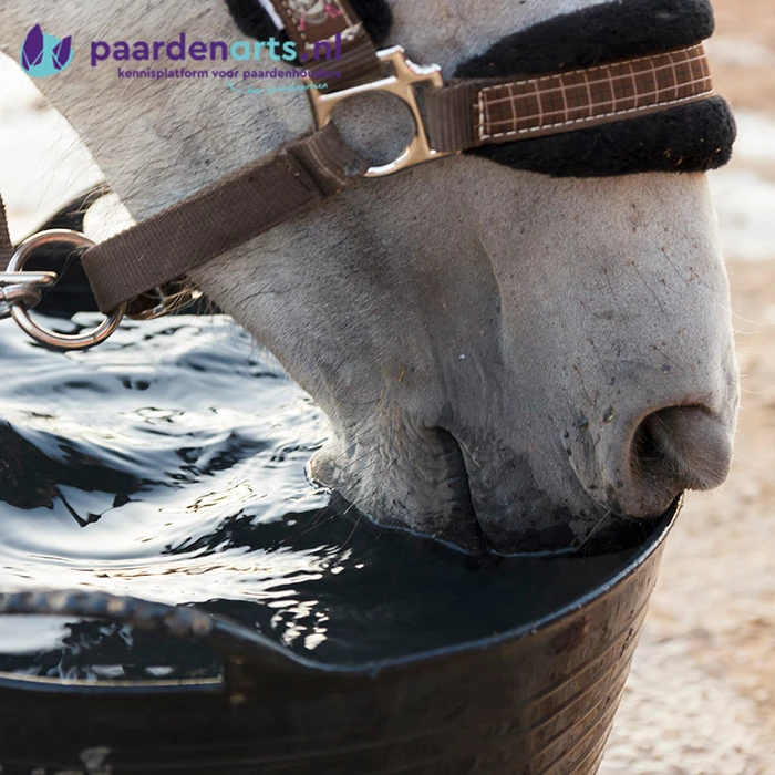 Gastblog Paardenarts.nl: Elektrolyten