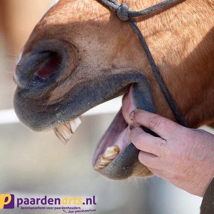 Gastblog Paardenarts.nl: Gebitsproblemen herkennen