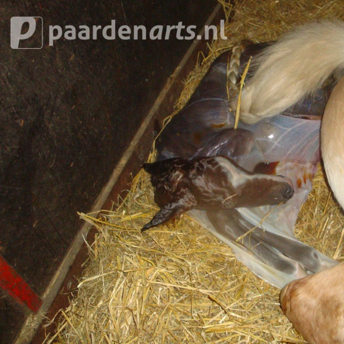 Gastblog Paardenarts.nl: Geboorte, alle ins & outs