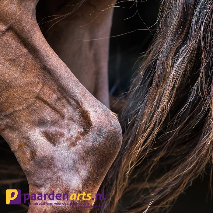 Gastblog Paardenarts.nl: Gewrichtsproblemen