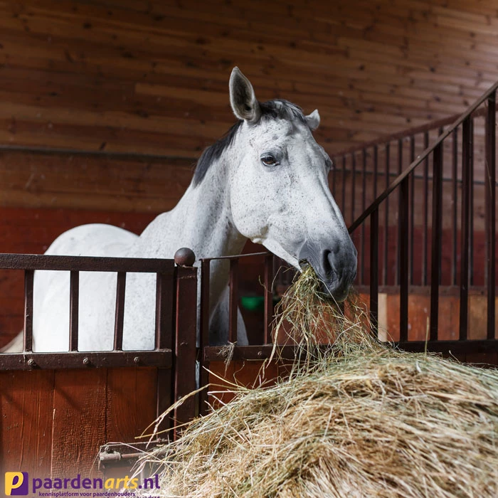 Gastblog Paardenarts.nl: Hoe kun je je paard gezond laten afvallen?