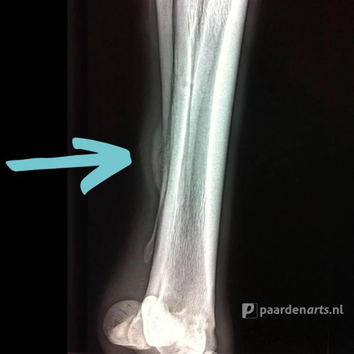 Gastblog Paardenarts.nl: Schiefels
