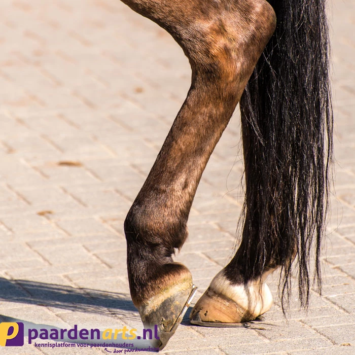 Gastblog Paardenarts.nl: Spat