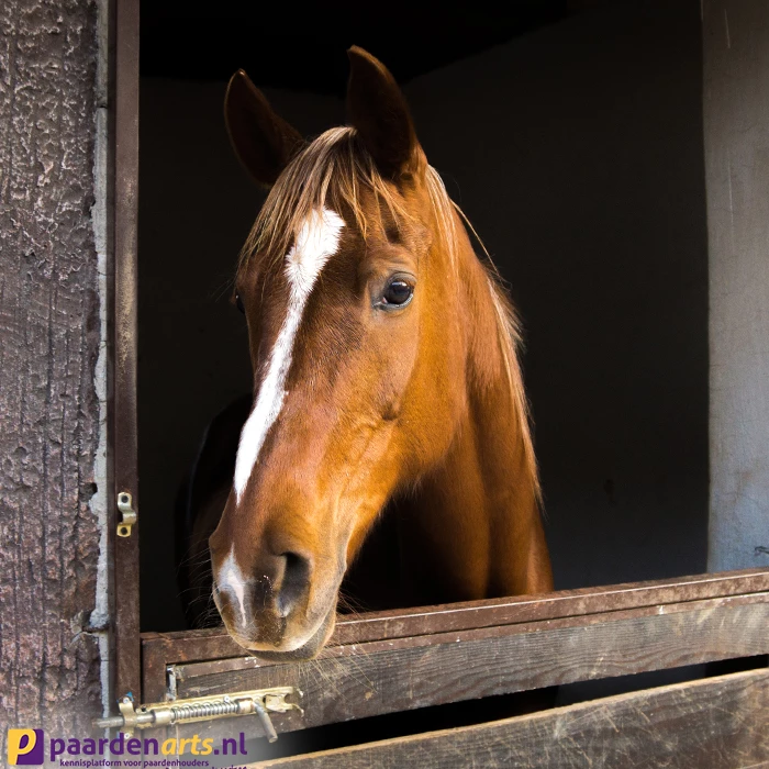 Gastblog Paardenarts.nl: Stalongelukken