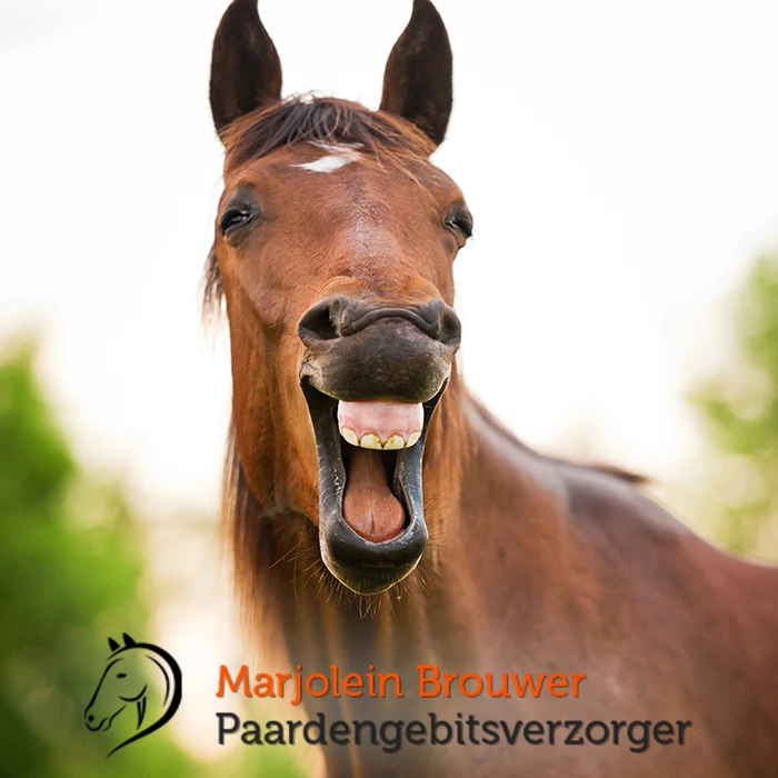 Gastblog: Paardengebitsverzorger Marjolein Brouwer