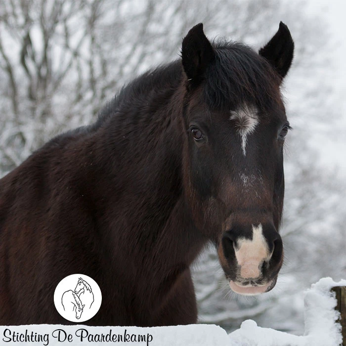 Gastblog Paardenkamp: Heeft mijn paard het koud?
