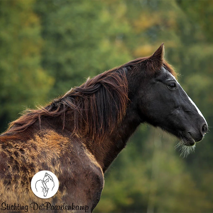 Gastblog Paardenkamp: Ouderdomskwaal PPID