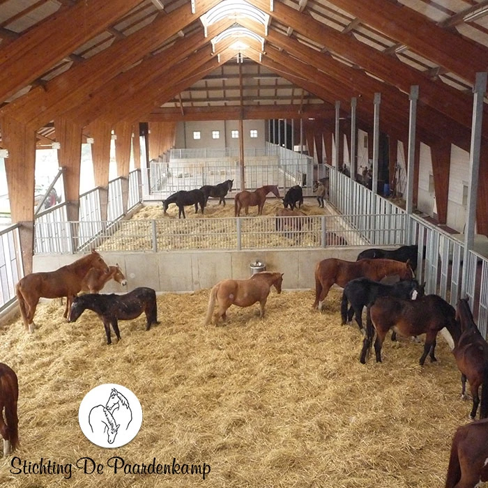 Gastblog Paardenkamp: Verveelt jouw paard zich op stal?