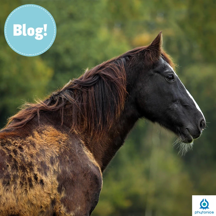 Gastblog Phytonics: PPID bij paarden