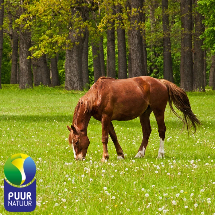 Gastblog Sandra Cartesan van PUUR: Hoefbevangenheid bij paarden