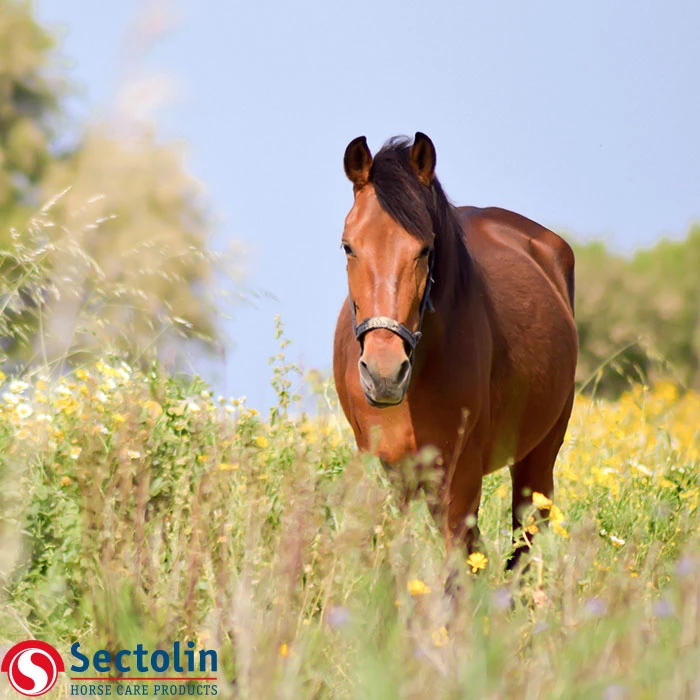 Gastblog Sectolin: Een relaxt paard met een magnesiumsupplement