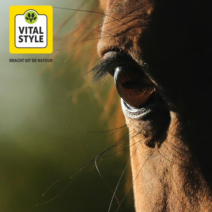 Gastblog VITALstyle: De kracht van Pyrogenium bij paarden