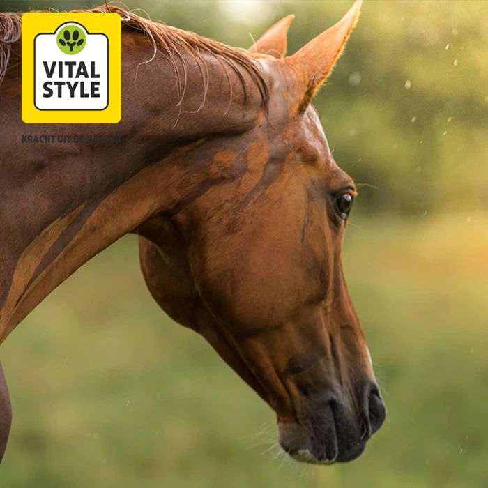 Gastblog VITALstyle: Snel herstel bij een verminderde weerstand met Immulon