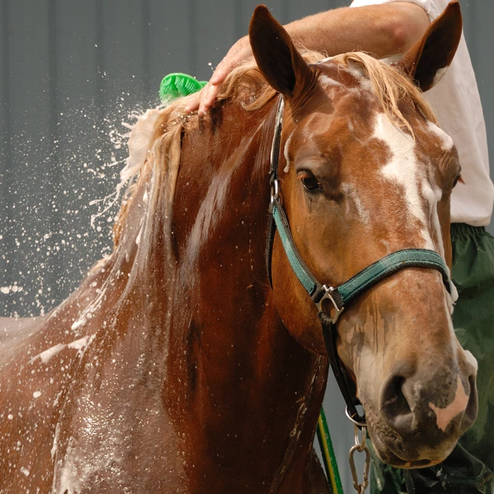 Je paard in de was zetten