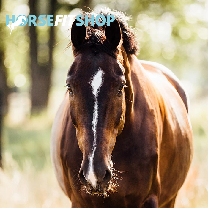 Maak jij de juiste keuze voor het milieu, je paard & jezelf?