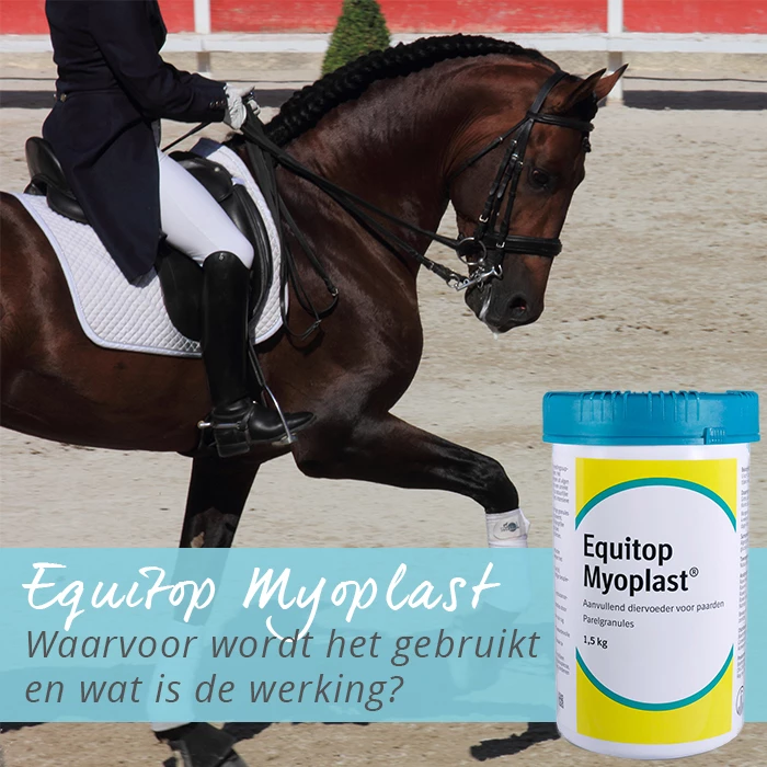 Ontdek de kracht van Equitop Myoplast: de powerparels voor winnaars!